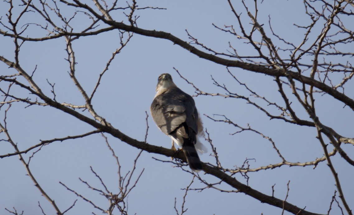 Cooper's Hawk - ML614347598