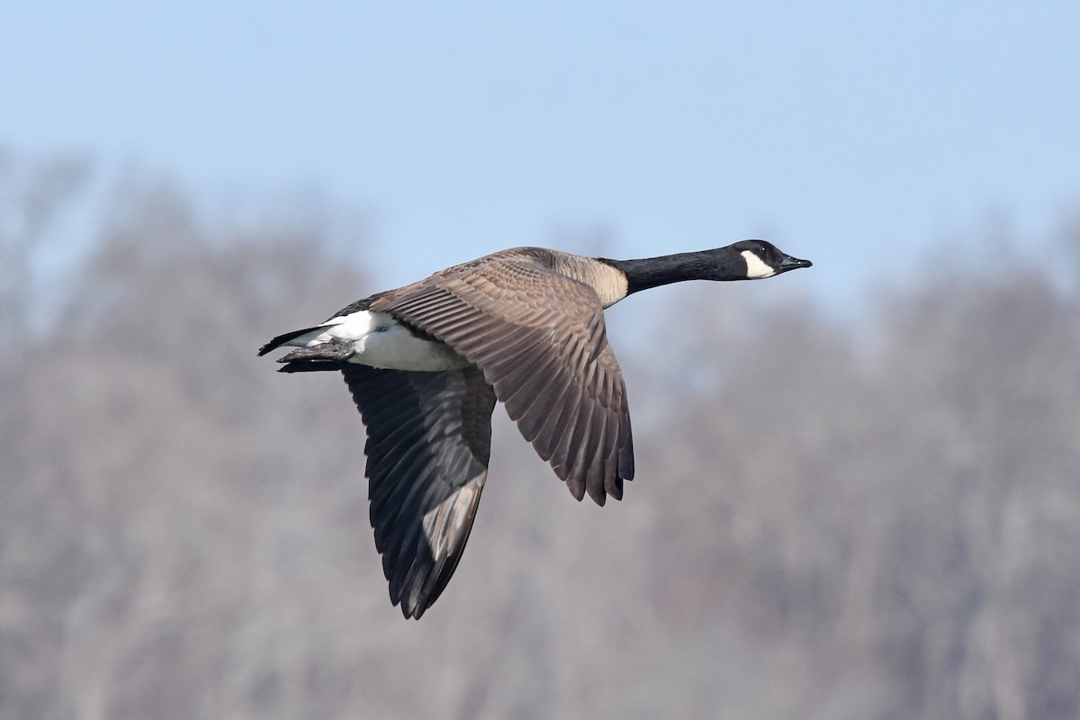 ברנטה קנדית - ML614347613