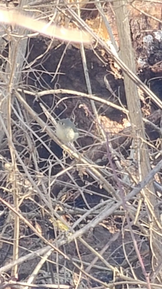 Ruby-crowned Kinglet - ML614347618