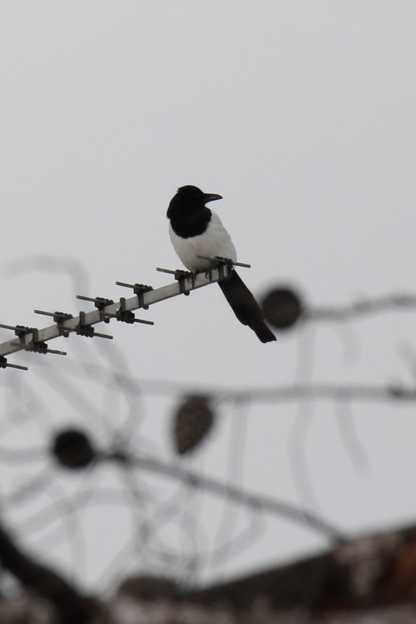 Eurasian Magpie - ML614347627