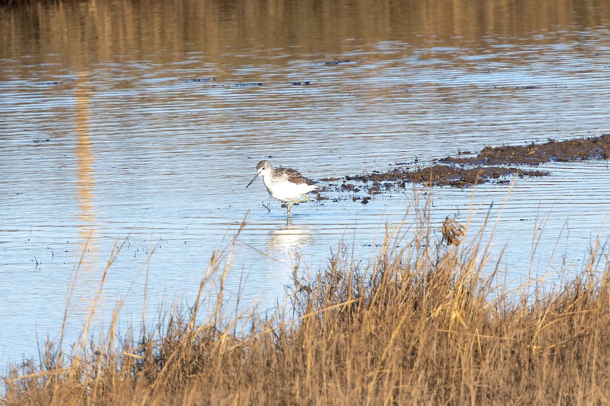 Common Greenshank - ML614347667