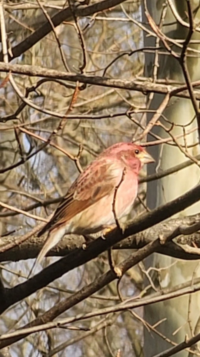 Purple Finch - ML614347721