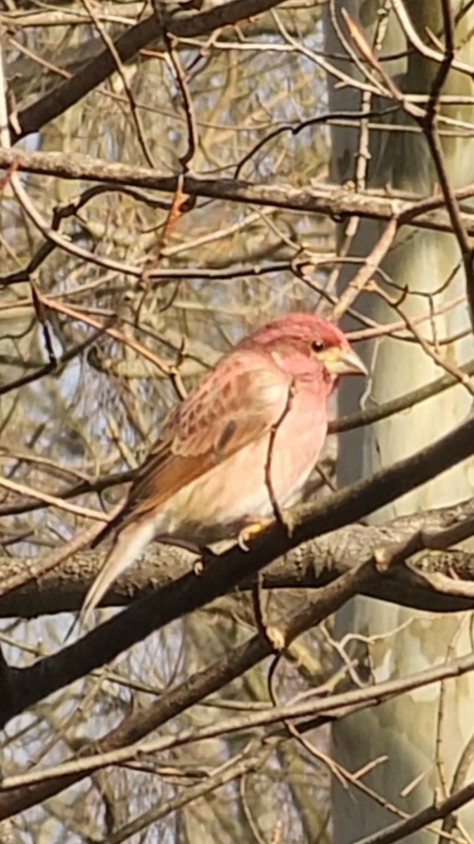 Purple Finch - ML614347722