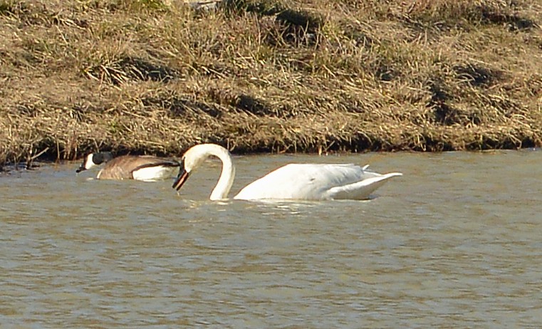 Trumpeter Swan - ML614347767