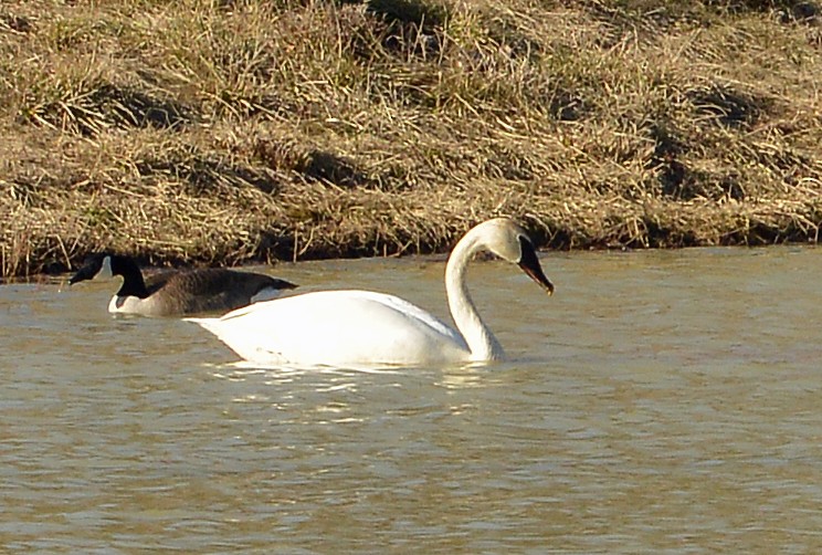 Trumpeter Swan - ML614347769