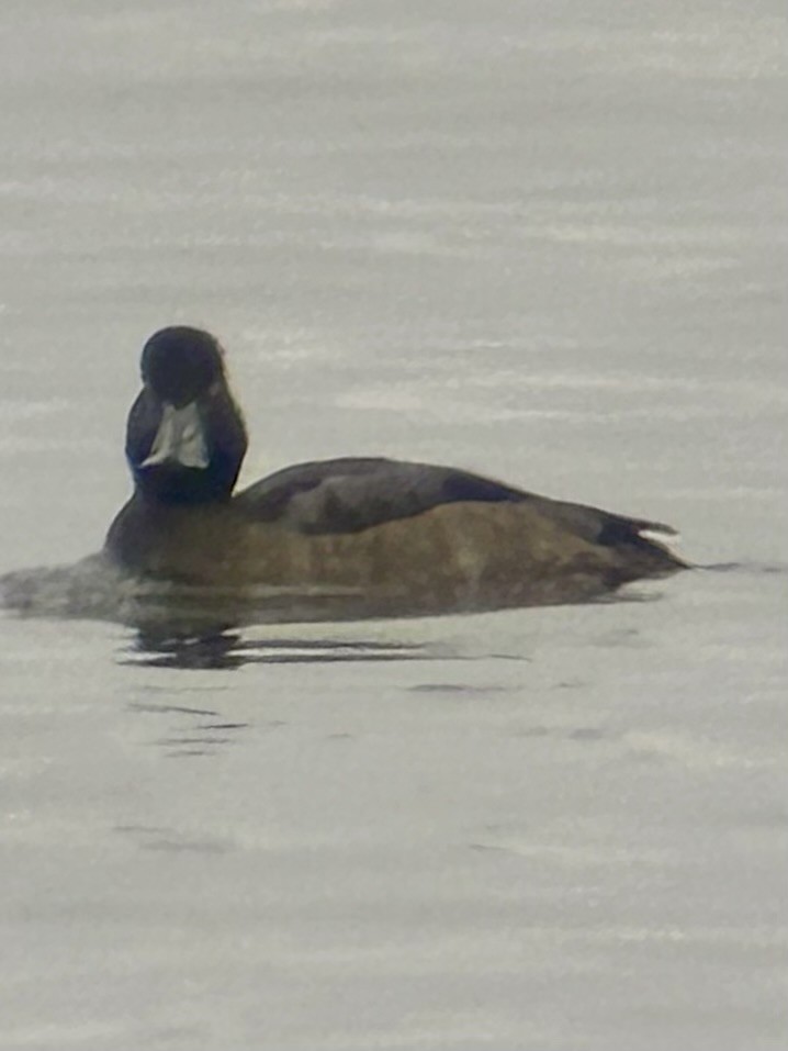 Lesser Scaup - ML614347793