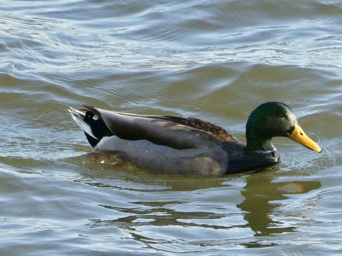 Mallard - ML614347851