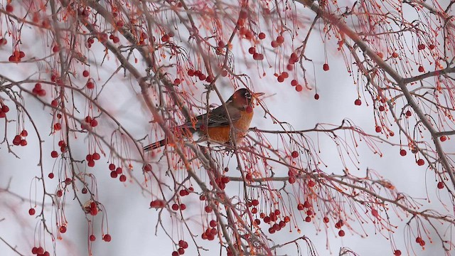 American Robin - ML614347903