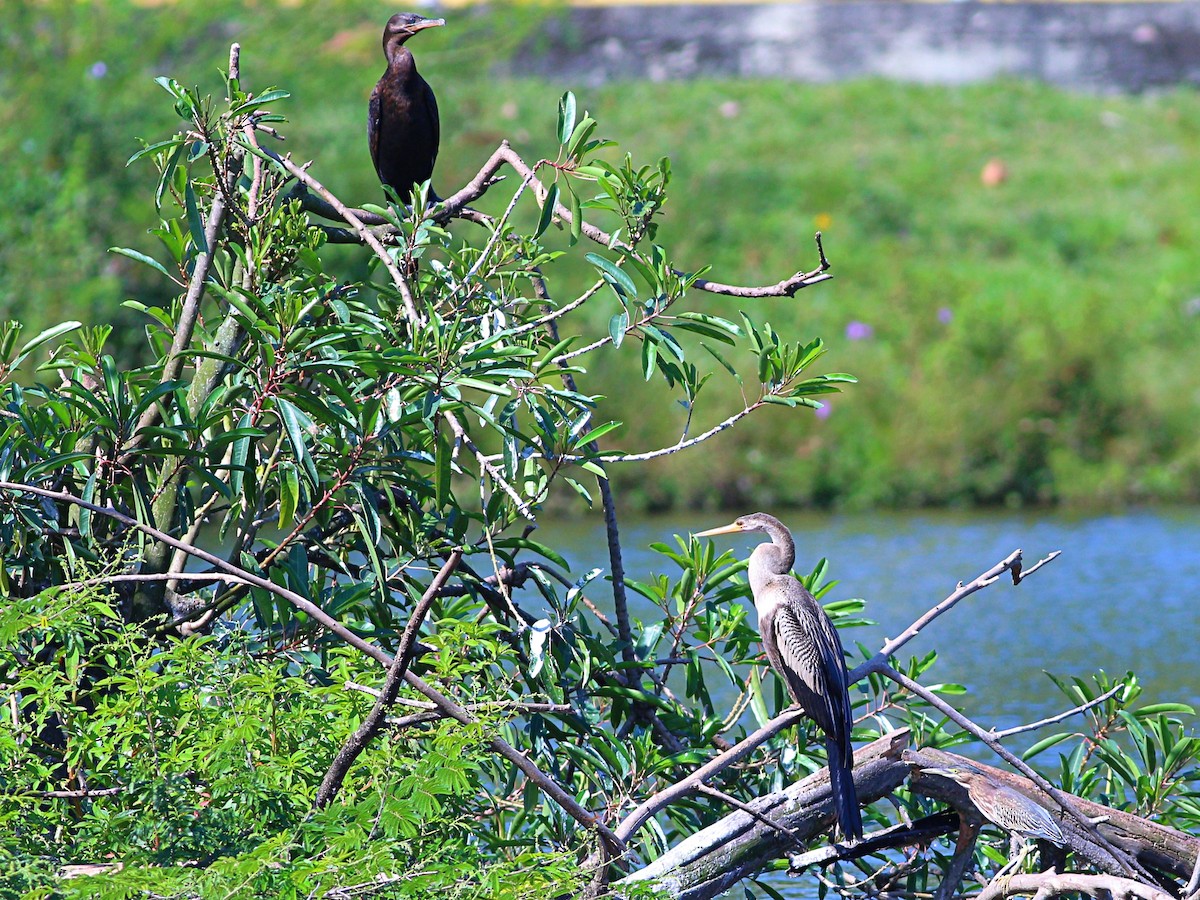 Amerika-Schlangenhalsvogel - ML614347915