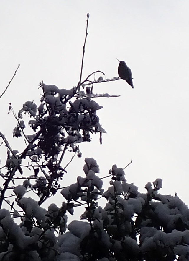 Anna's Hummingbird - ML614347989