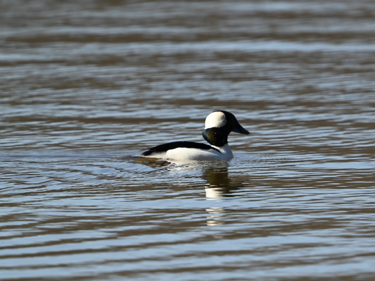 Bufflehead - ML614348018