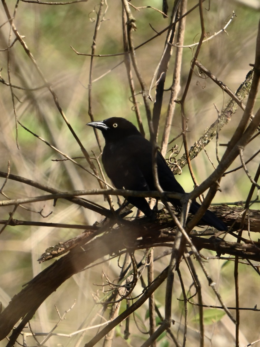 Common Grackle - ML614348044