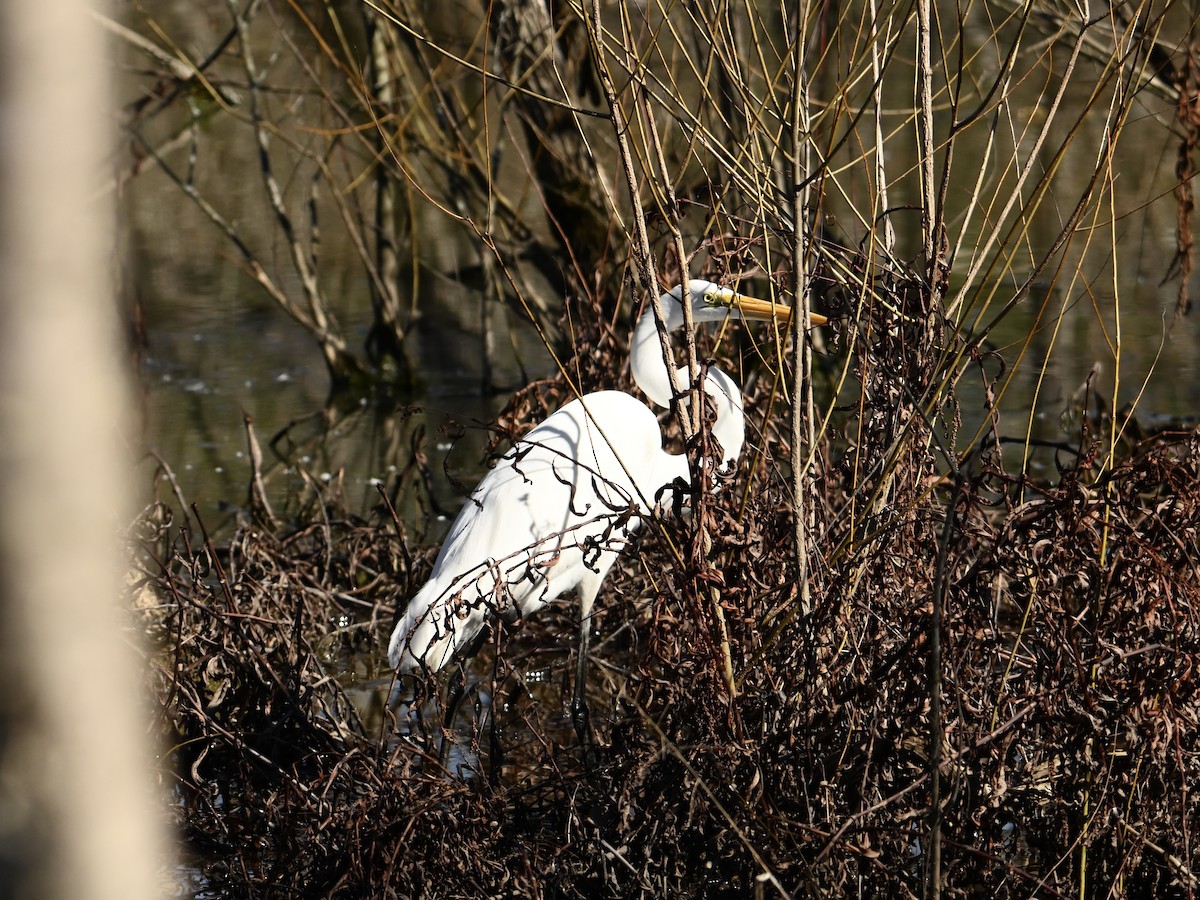 Great Egret - ML614348076