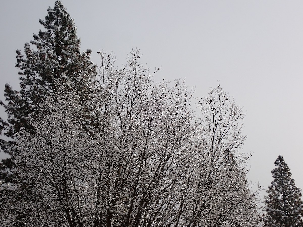 Evening Grosbeak - ML614348106