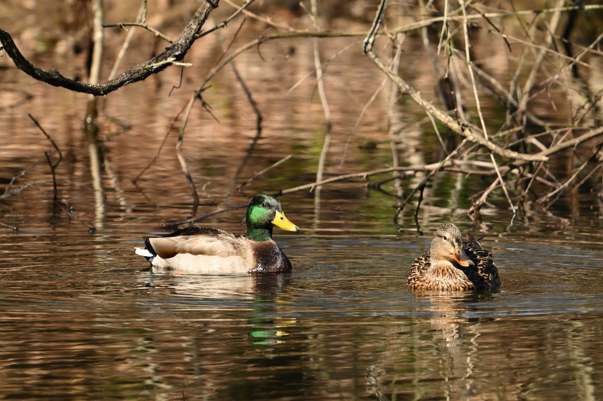 Mallard - ML614348118