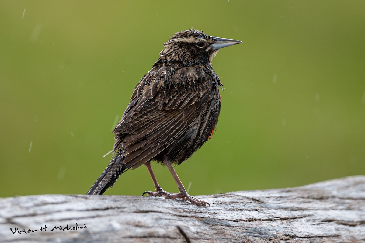 Long-tailed Meadowlark - Victor Hugo Michelini