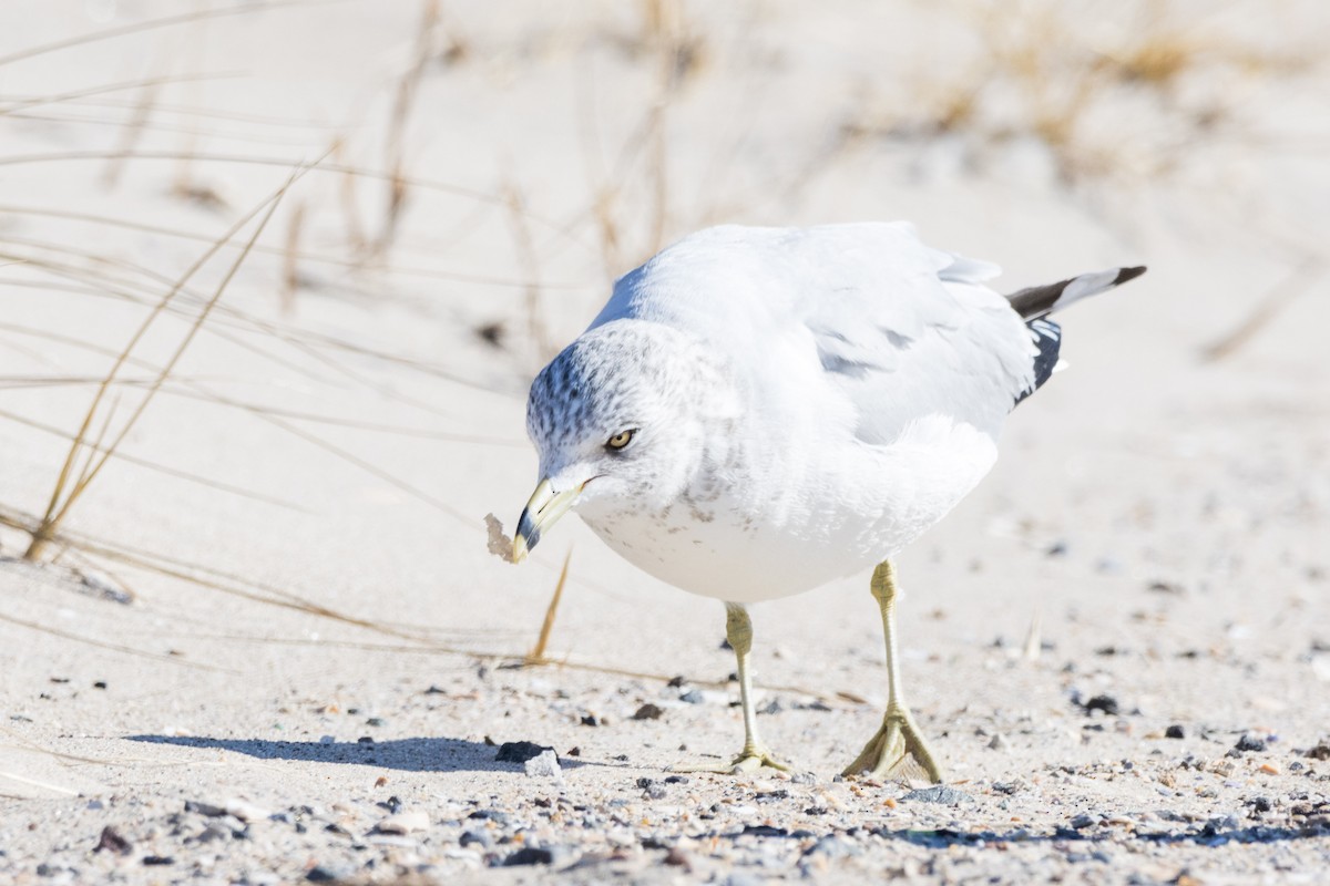 Ring-billed Gull - ML614348155