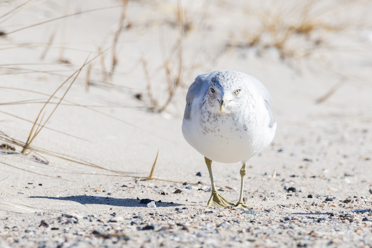 Ring-billed Gull - ML614348157