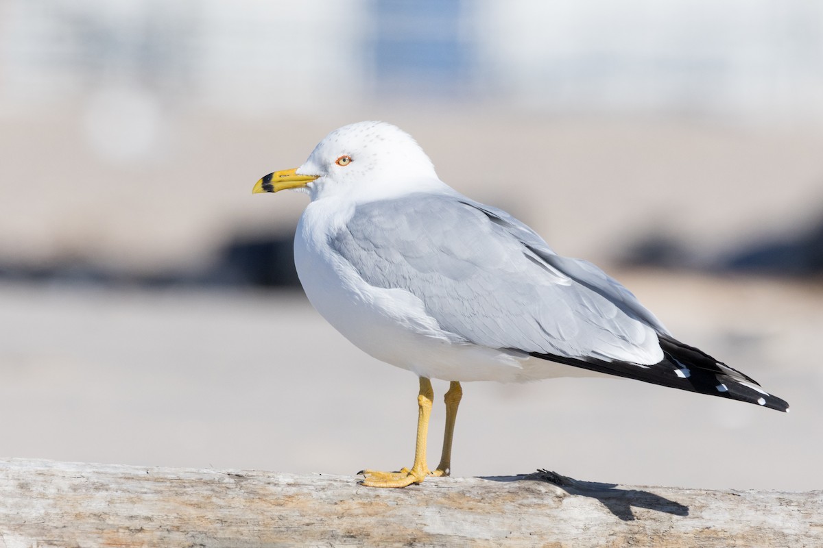 Ring-billed Gull - ML614348158