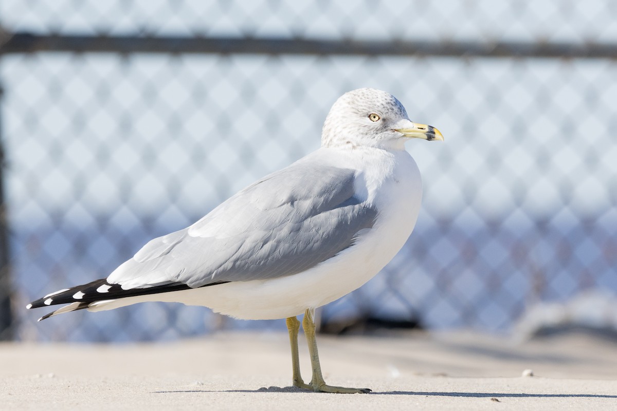 Ring-billed Gull - ML614348159