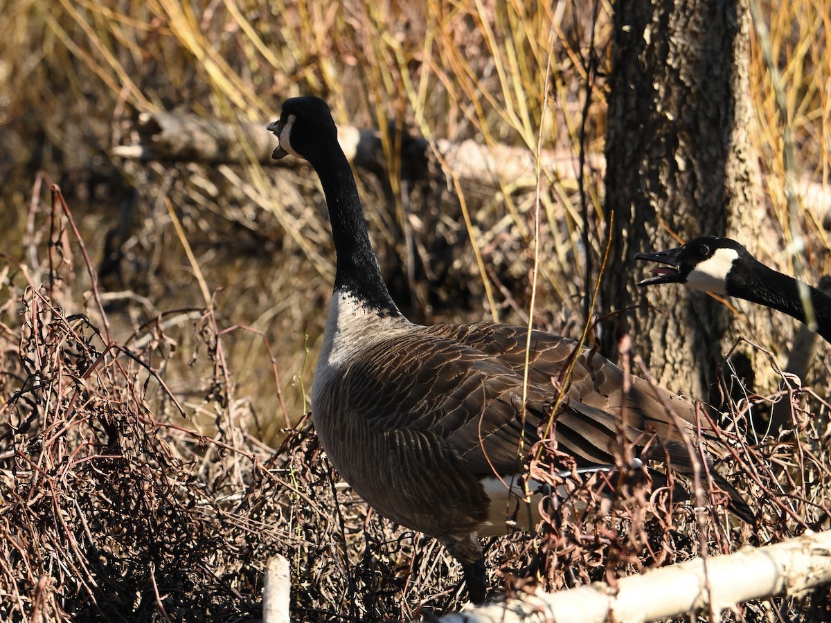 Canada Goose - ML614348175
