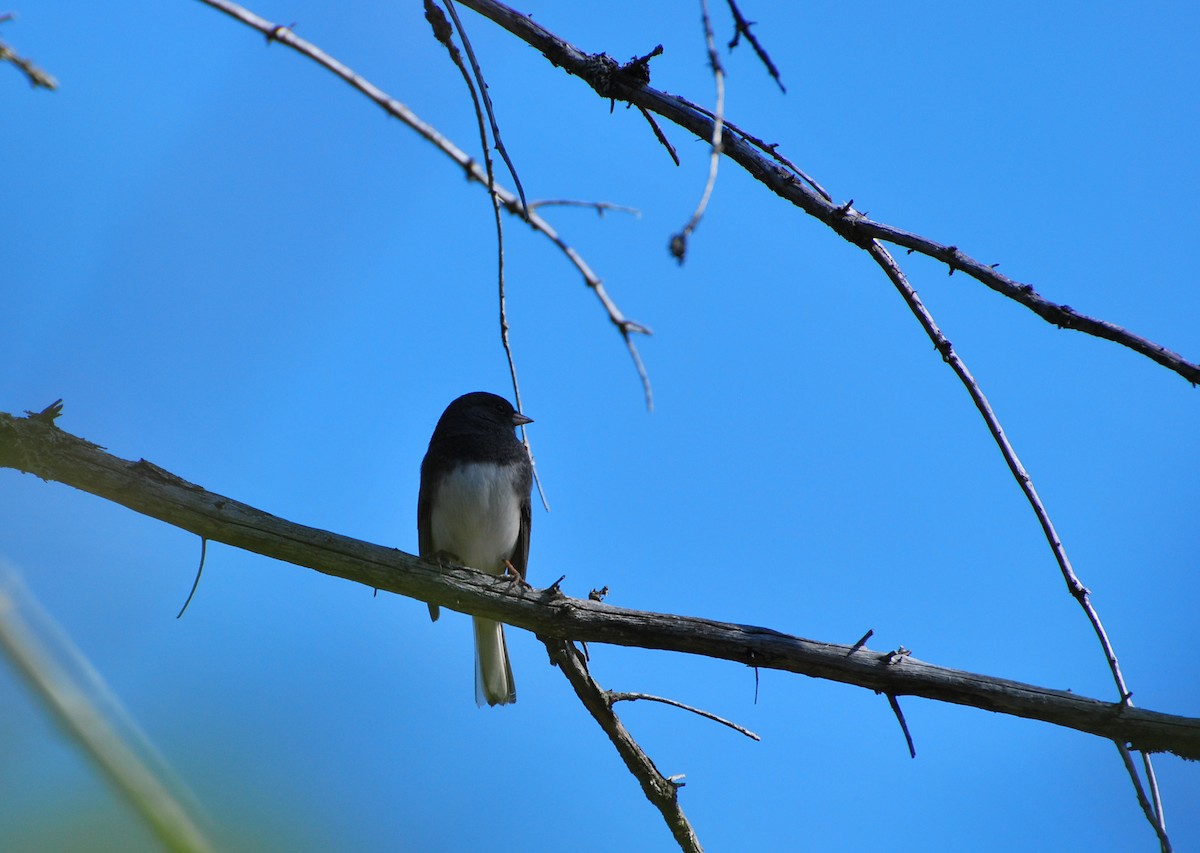 Junco ardoisé (hyemalis/carolinensis) - ML614348200