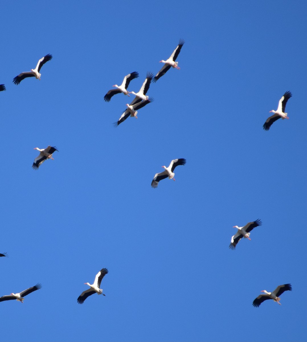 White Stork - ML614348204