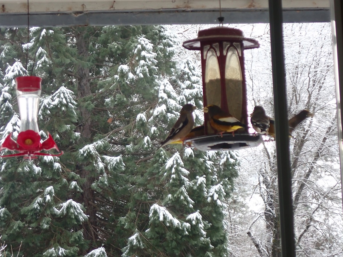 Evening Grosbeak - ML614348220