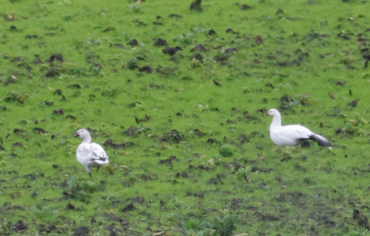 Snow Goose - ML614348279