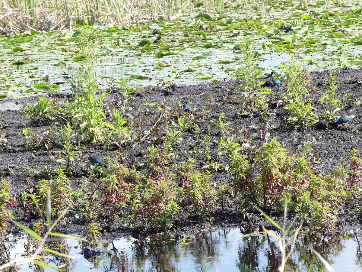 Purple Gallinule - ML614348298