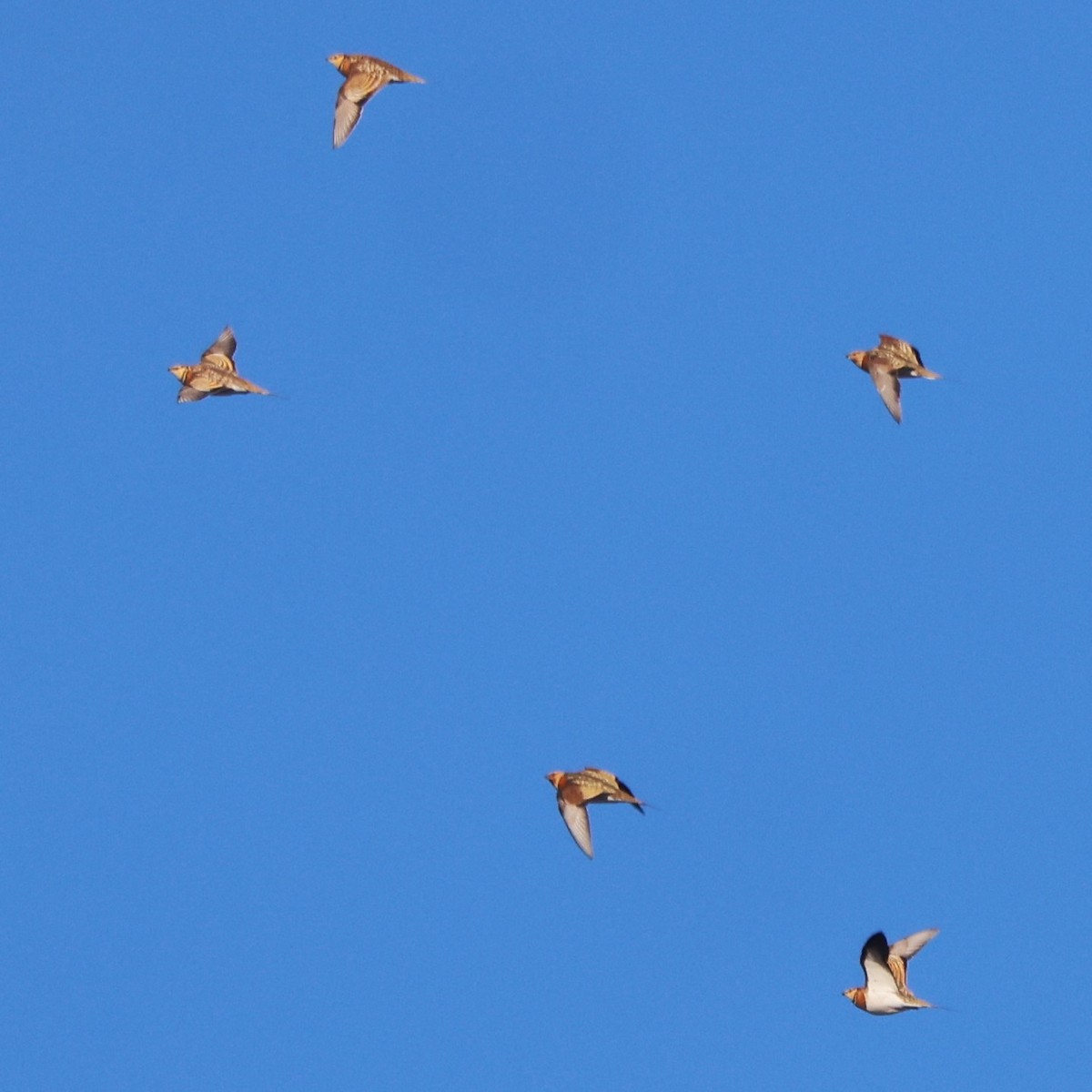 Pin-tailed Sandgrouse - ML614348319