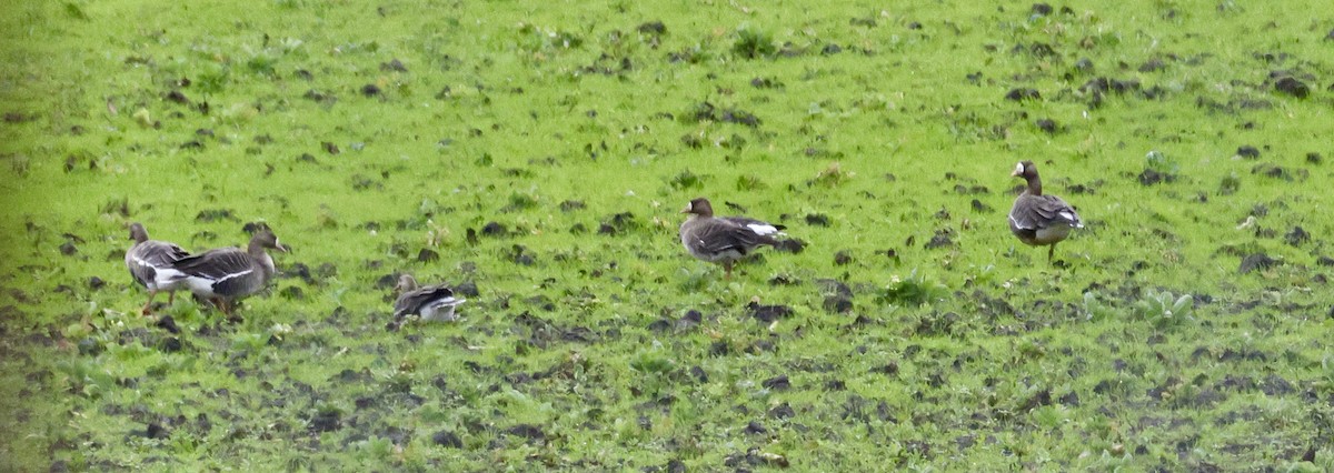 Greater White-fronted Goose - ML614348321
