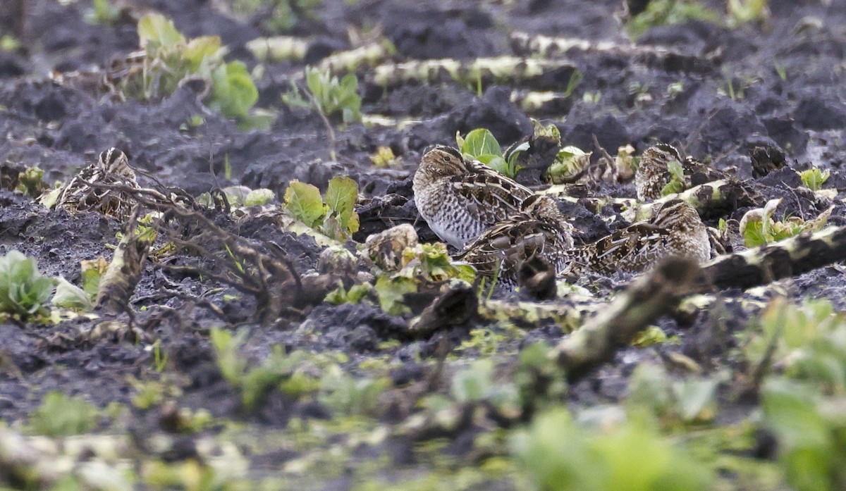 Wilson's Snipe - ML614348330