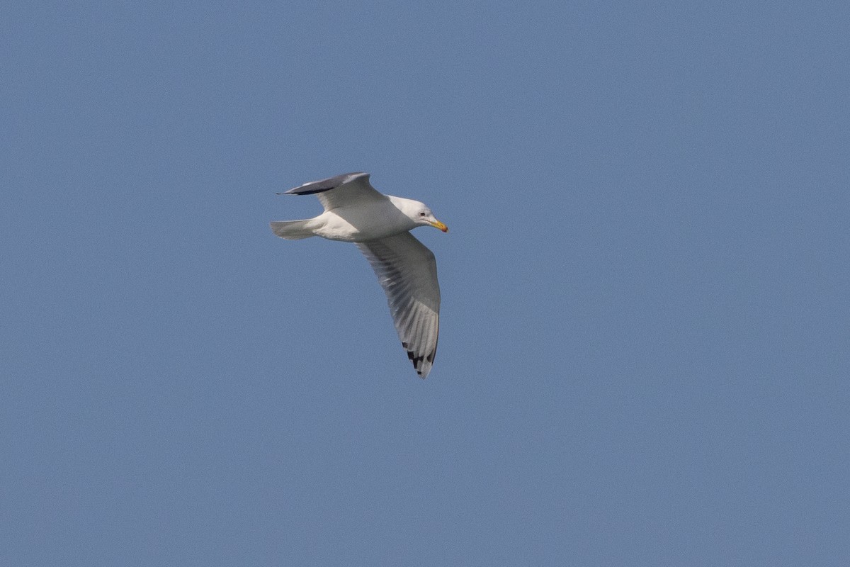 Caspian Gull - ML614348349