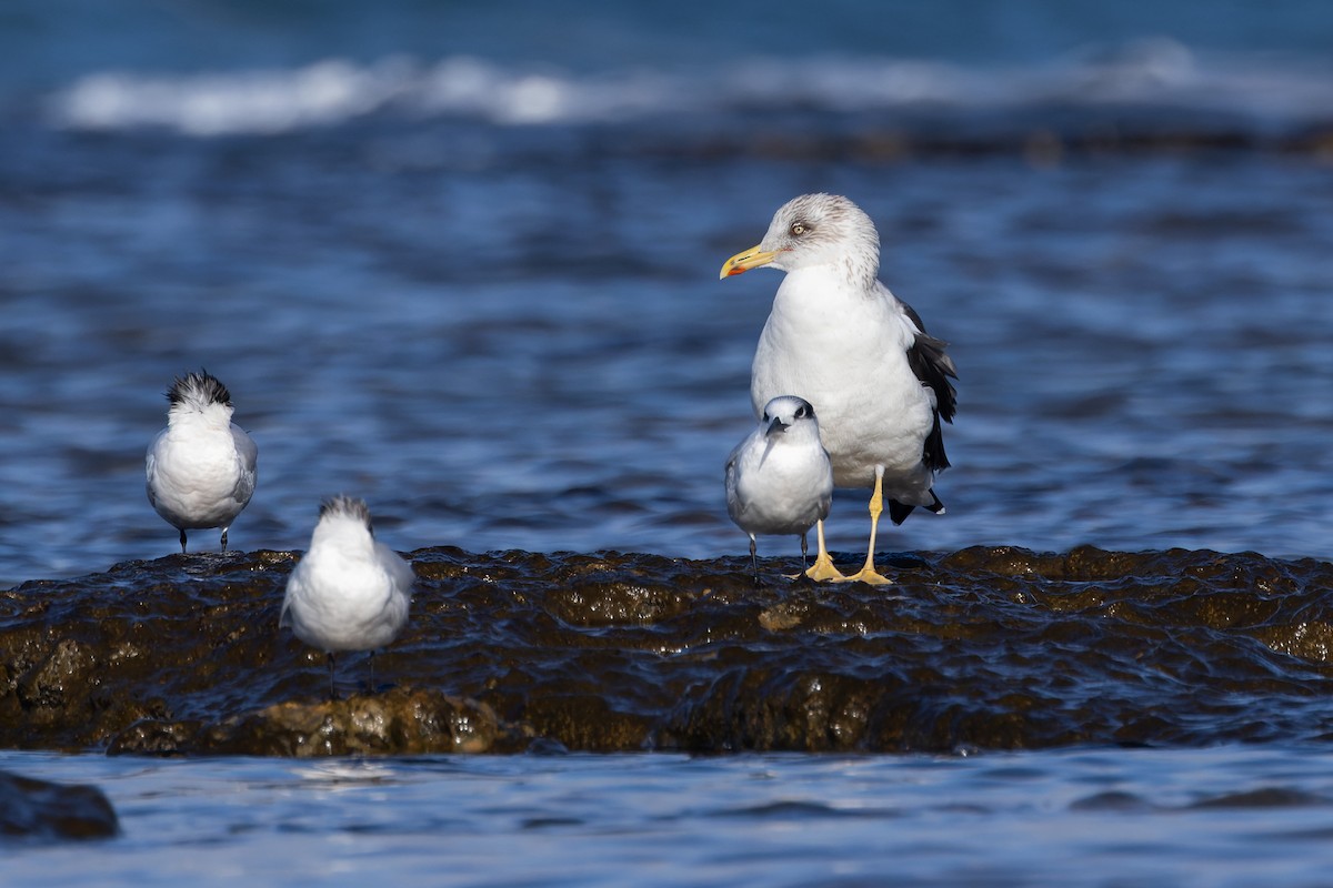 Lesser Black-backed Gull (fuscus) - ML614348357