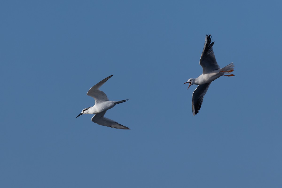 Sandwich Tern - ML614348363