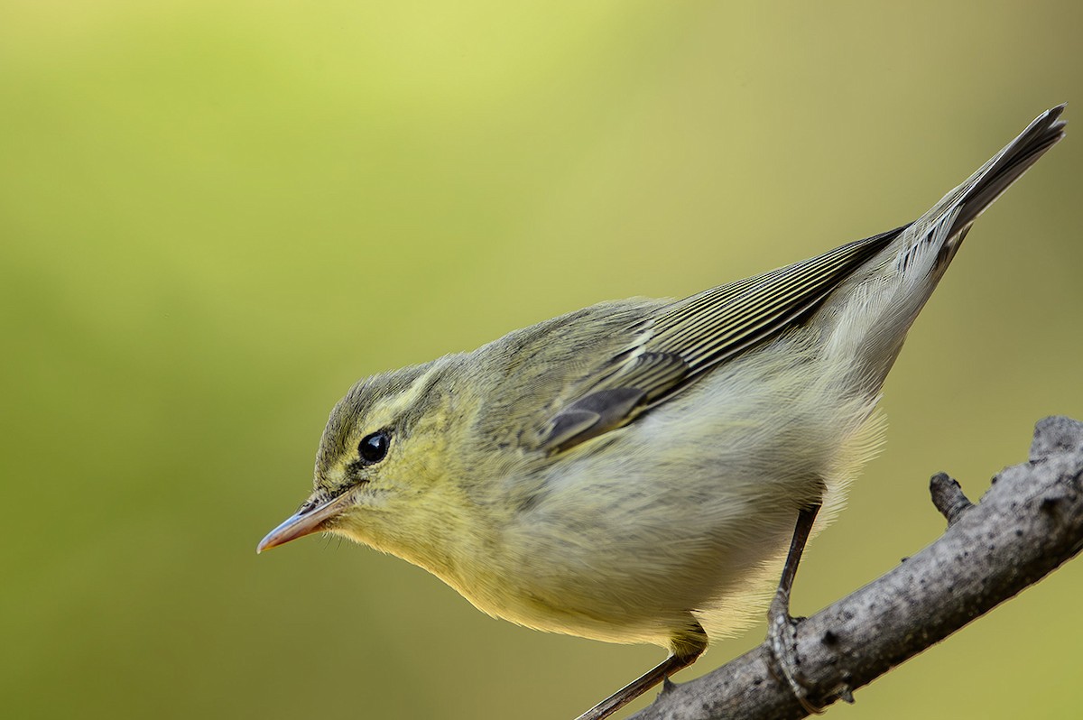 Mosquitero Verdoso - ML614348365