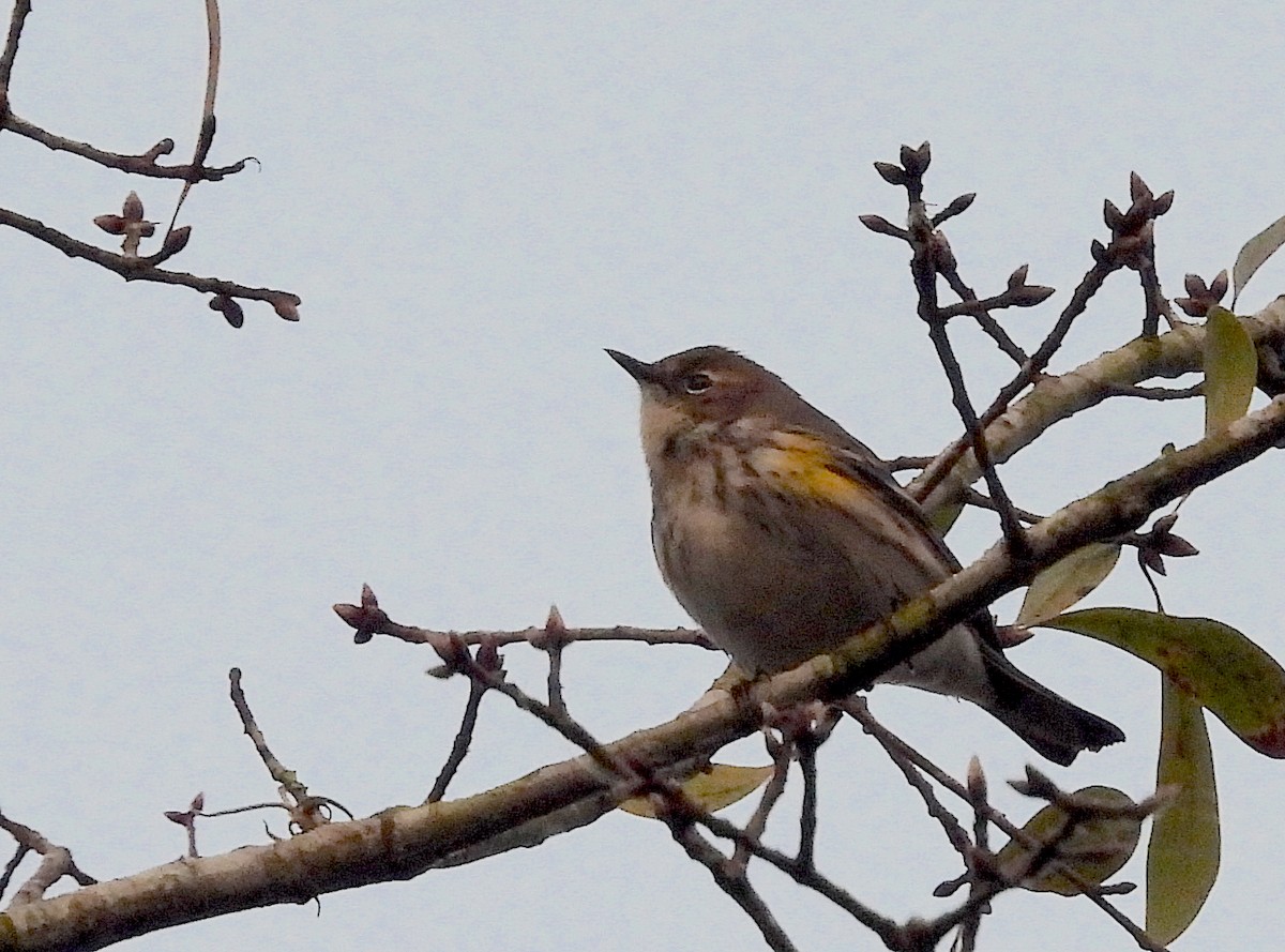 Yellow-rumped Warbler - Christine Rowland