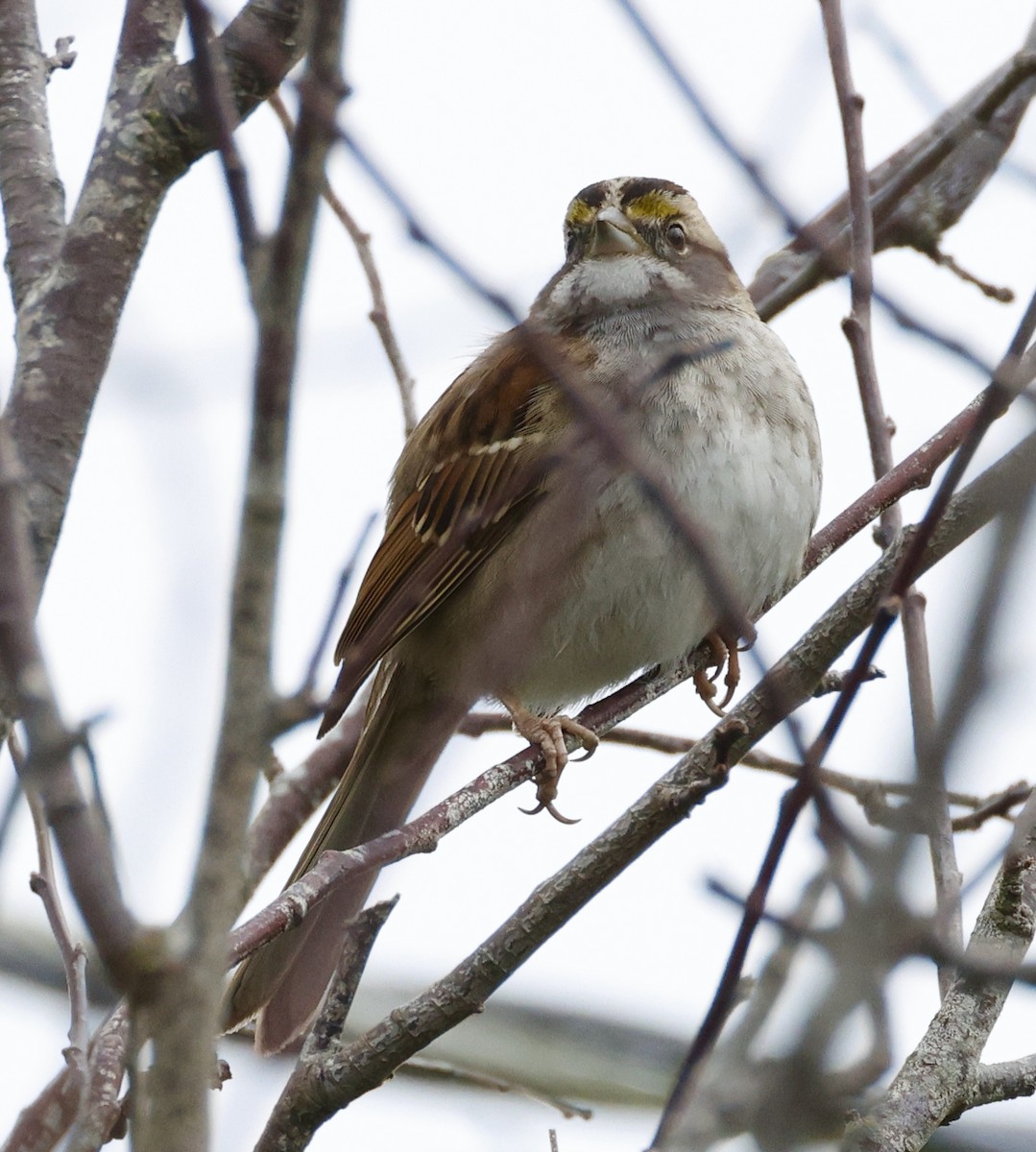 White-throated Sparrow - ML614348388