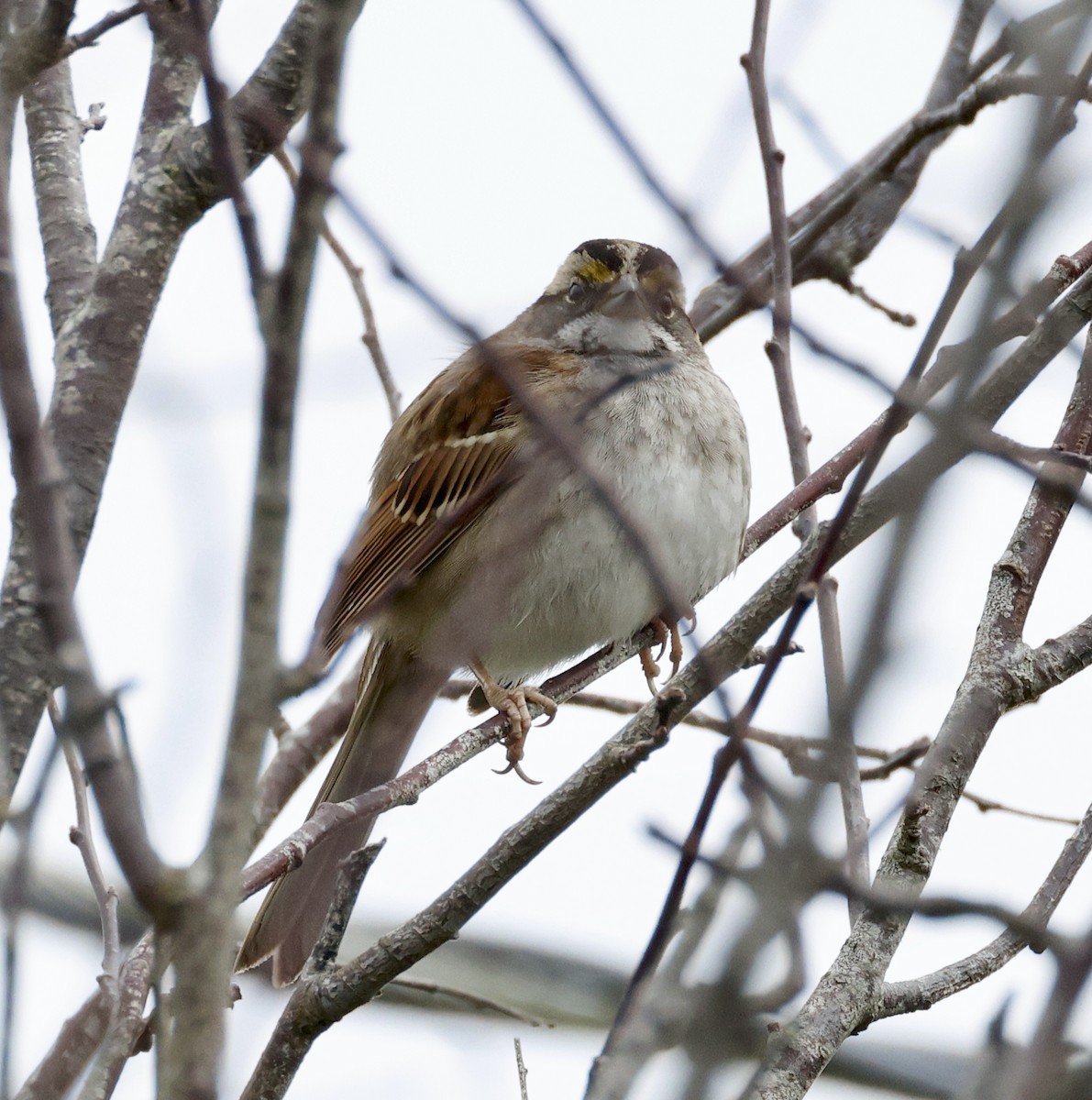 White-throated Sparrow - ML614348389