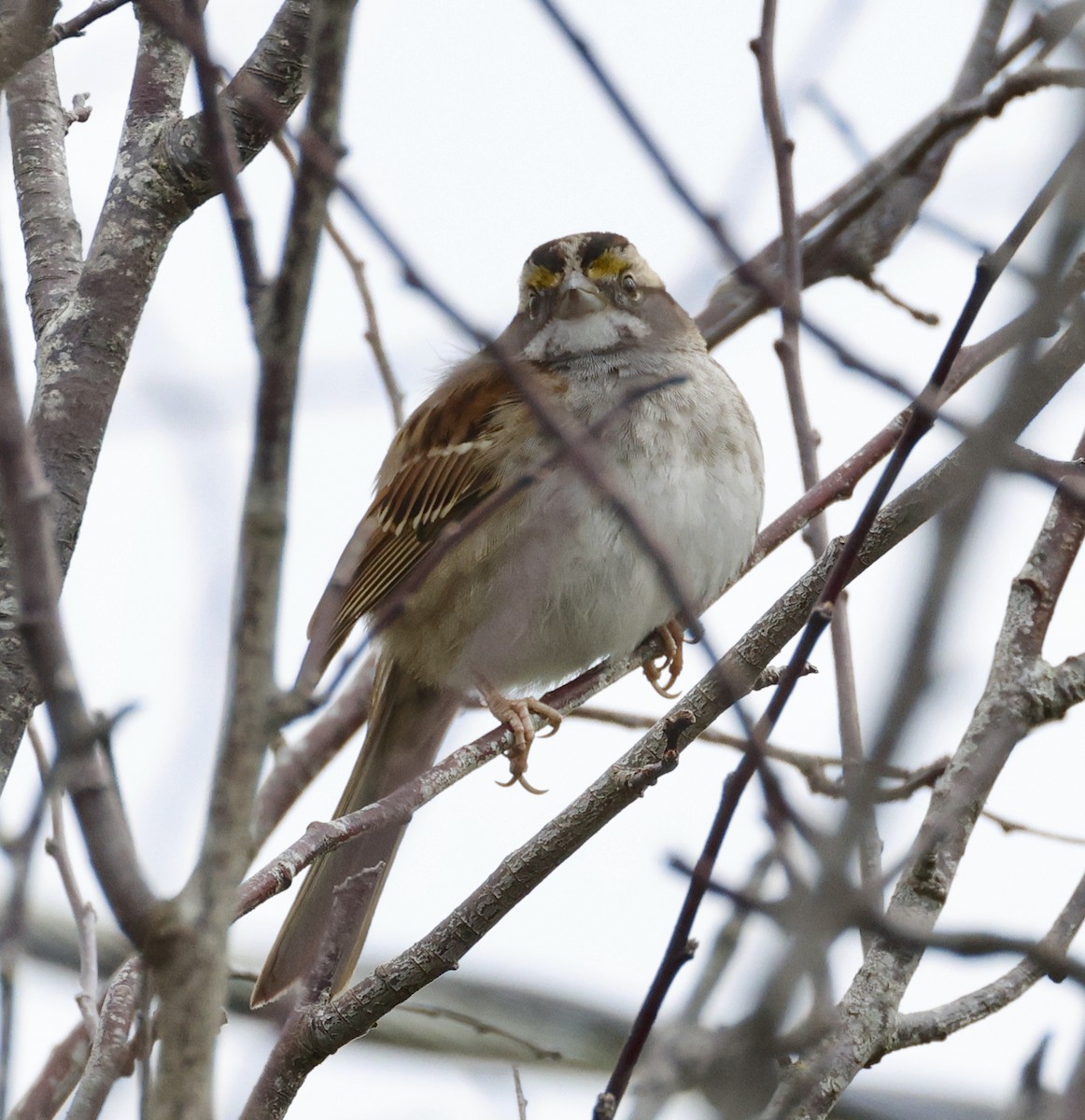 White-throated Sparrow - ML614348390