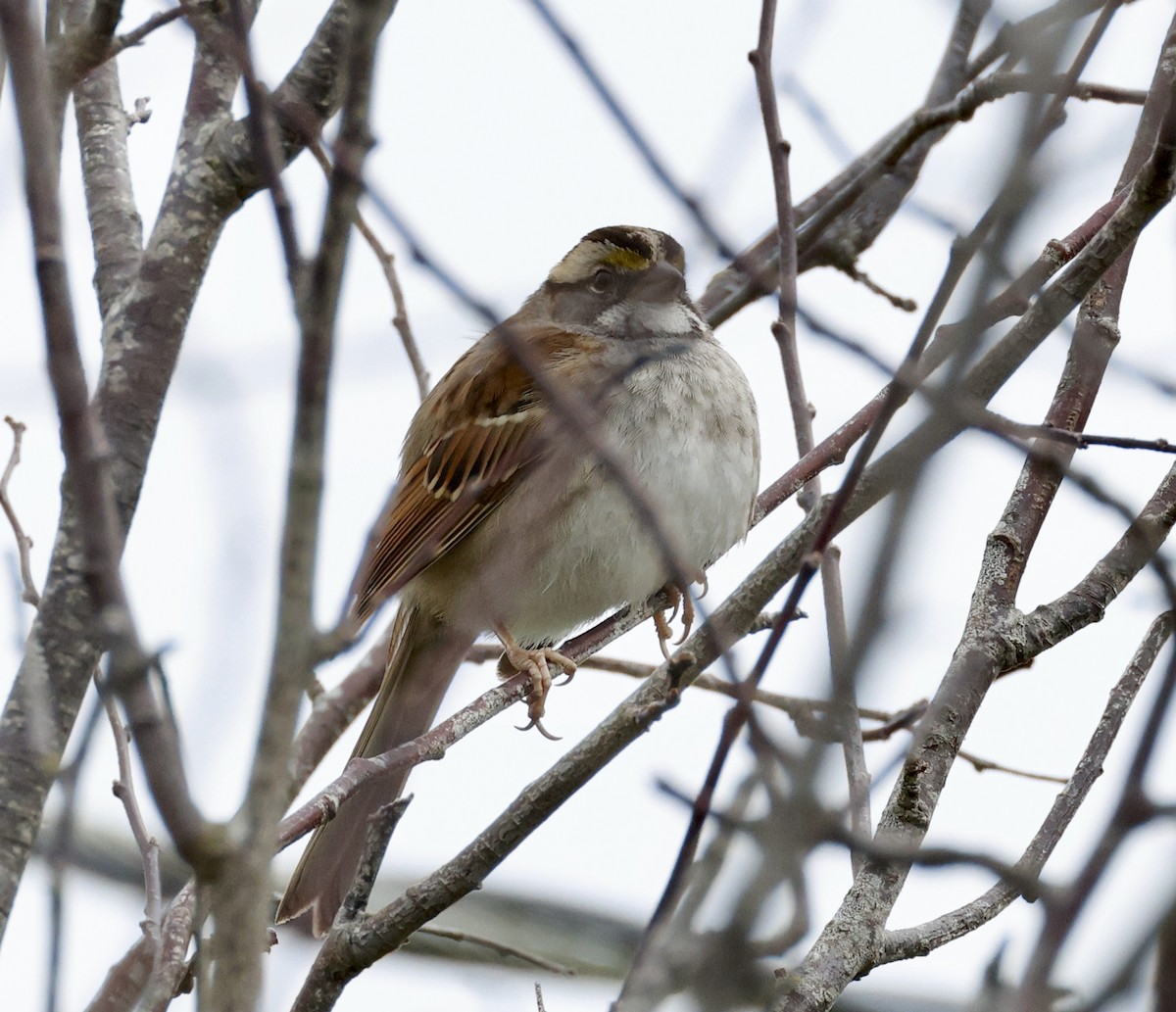 White-throated Sparrow - ML614348391