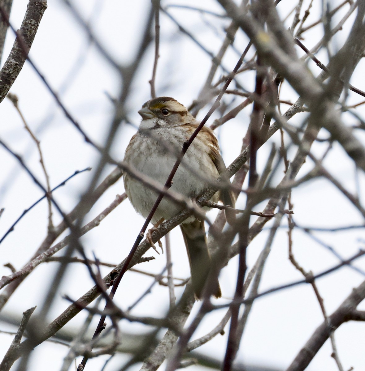 White-throated Sparrow - ML614348392