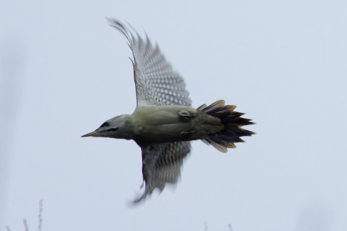 Gray-headed Woodpecker - ML614348498