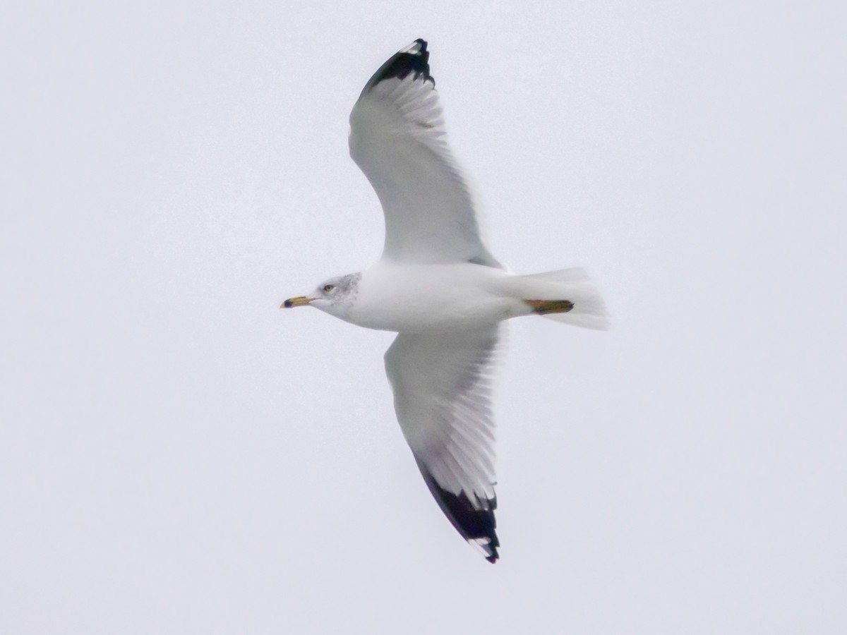 Ring-billed Gull - ML614348530