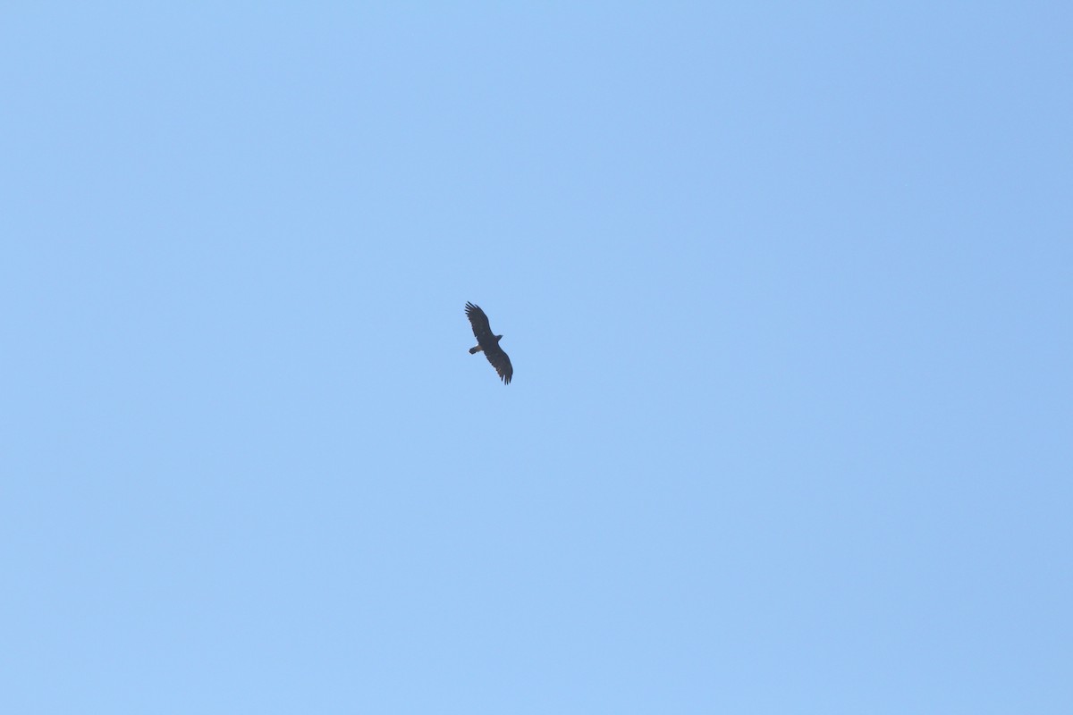 Imperial Eagle - ML614348538