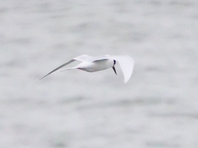 Forster's Tern - ML614348539