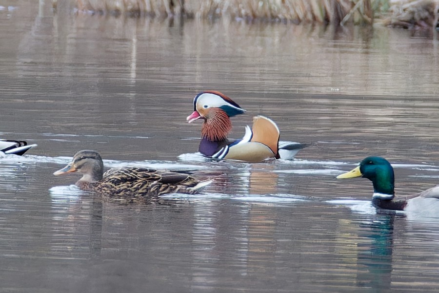 Mandarin Duck - ML614348573