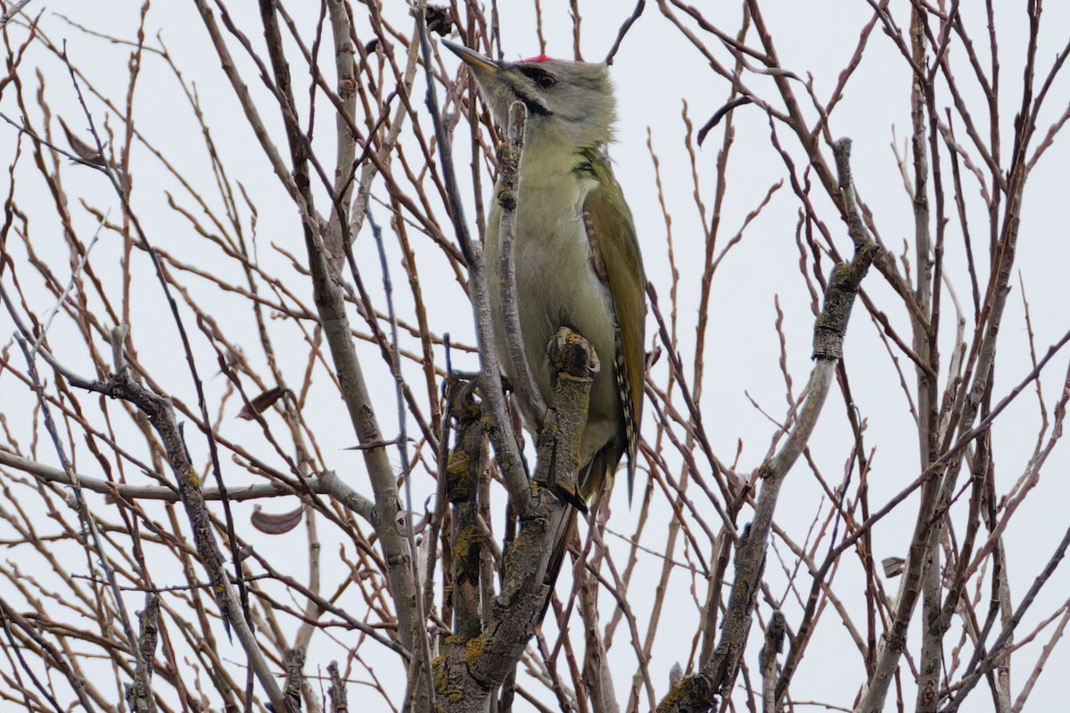 Gray-headed Woodpecker - ML614348617