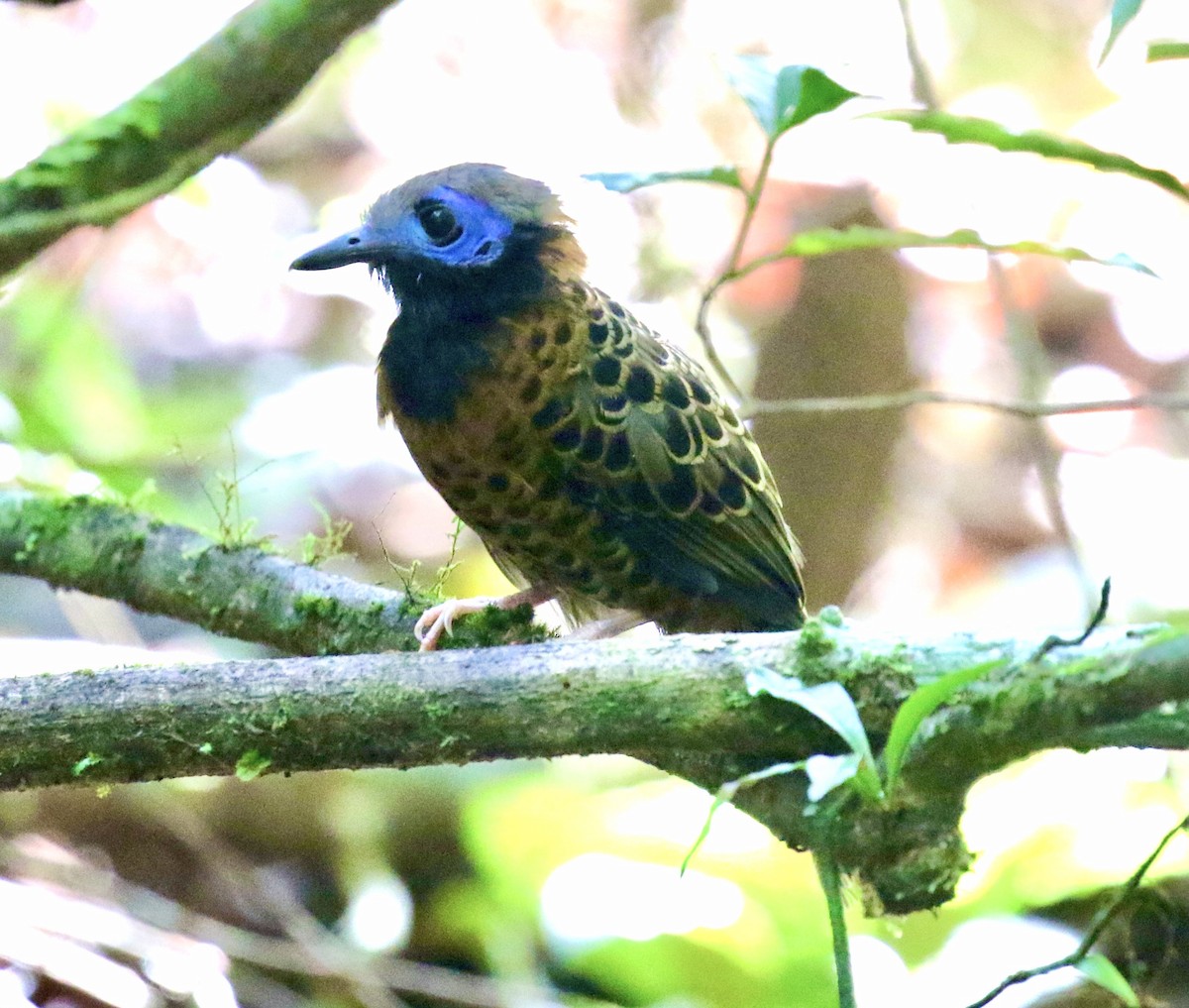 Ocellated Antbird - ML614348619